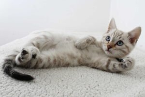 Como manter a saude do gato com cuidados preventivos no dia a dia