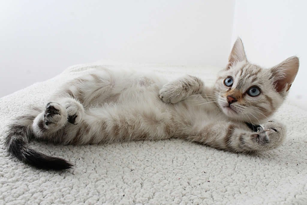 Como manter a saude do gato com cuidados preventivos no dia a dia